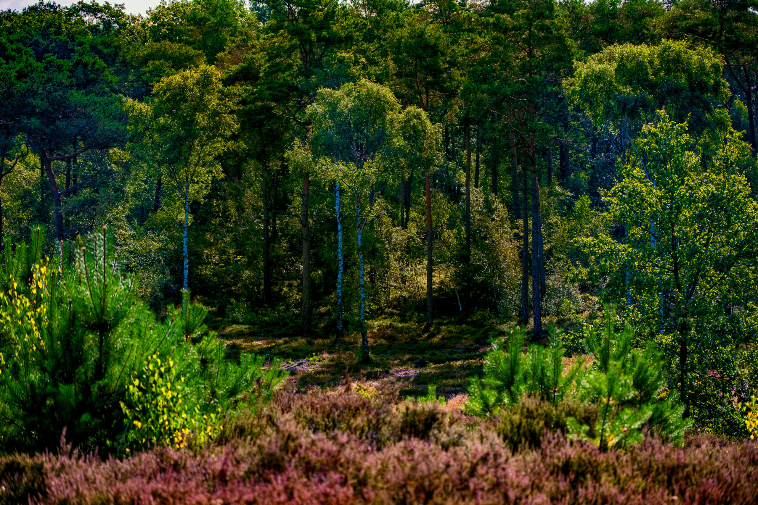 Renderklippen web-2