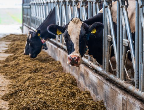 Een persoonlijk verhaal van een melkveehouder over zijn werk, zijn dieren en de discussie die eromheen groeit